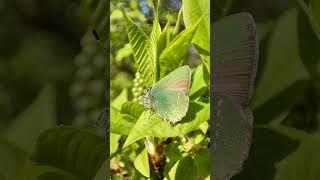 Rohetiib (Callophrys rubi; Green hairstreak)... Eesti elurikkus