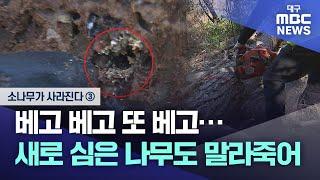 [소나무가 사라진다] ③ 베고 베고 또 베고···새로 심은 나무도 말라죽어 | 대구MBC뉴스