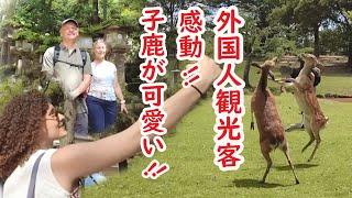 NARA DEER PARK | SO CUTE BABY DEER!! | KASUGA-TAISHA Shrine