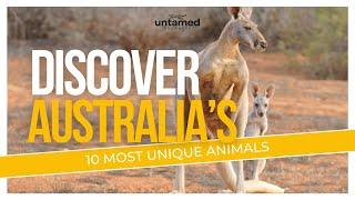 Australia's 10 Most Unique Animals and Their Fascinating Traits