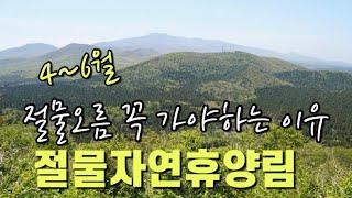 [제주오름] 4~6월 절물오름에 꼭 가야하는 이유 절물자연휴양림 |제주오름 |제주숨은명소|서귀포여행 |제주여행 |제주의숲길|절물오름|jeju island |제주휴양림 |濟州島旅行