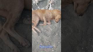 dog sleeping meme #dog #dogmemes #dogs #doglover #dogshorts #doglovers #doglife #Malliga Channel