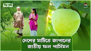 Deepto Krishi  | বাংলাদেশে বাণিজ্যিক ভাবে পার্সিমন চাষের সম্ভাবনা ও চাষ পদ্ধতি।। Persimmon Fruit