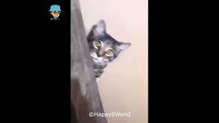 Кумедні тваринки :) Смешные животные :) funny animals # 20