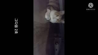 털퀴