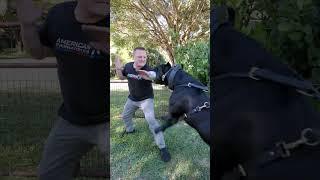 Newspaper Bite Sleeve vs. 120LB Cane Corso