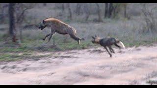 Wild Dogs Chase Hyena and Make Two Kills