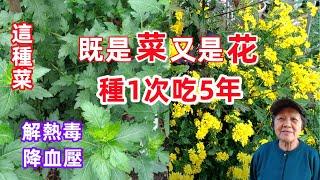 這種菜，既是菜又是花，種1次吃5年，清熱解毒，降血壓，少蟲害，能過冬