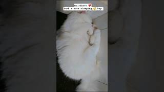 Mr.chhotu ️ such a cute  sleeping  boy #shorts #cat#cute