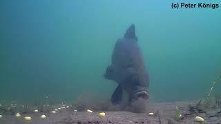 Underwater fishing - Clearwater - Tench feeding on my carp spot