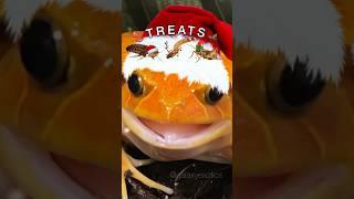 I JUST WANT SOME TREATS THIS CHRISTMAS! #christmas #frog #funny
