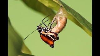 Plain Tiger Butterfly Metamorphosis