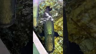 Arapaima gigas ️ #arapaimagigas #shortsfeed #monsterfish