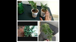 How to grow and care of Devil's backbone plant/ pedilanthus plant, propagation method  step by step