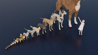 Small to Big : Dog size comparison #animals #animation