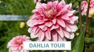 Complete Dahlia Garden Tour With Name Labels // Cottoverdi