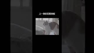 拍奶糕一直都是引导，边玩边拍，何来的折腾？#猫咪 #猫主子的日常 @DOU+火炬手