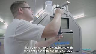 Emsland Brüterei shares experiences - in-ovo vaccination - Vinovo