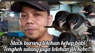 stock burung lolohan kekep babi tengkek udang juga lolohan jlk kebo!!