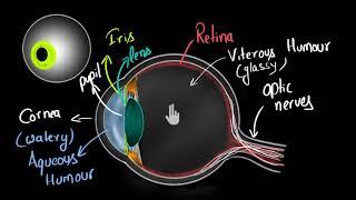 Structure of human eye (Hindi) | Human eye and the colourful world | Physics | Khan Academy