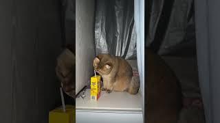 猫咪：有这么好喝的饮料怎么不早告诉我   ▏Cat: Why didn’t you tell me earlier that there is such a delicious drink?