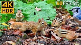 Cat TV for Cats to Watch  Little Red Squirrel Chipmunks and Birds  8 Hours 4K HDR 60FPS