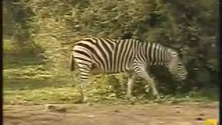 Chapman's Zebra