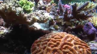 Shallow reef aquaasan