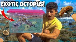 Catching EXOTIC OCTOPUS Out Of TIDE POOL For AQUARIUM!!