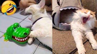 Funniest Cats Videos That Will Make You Laugh  Best Funny Cats Videos Of 2023 