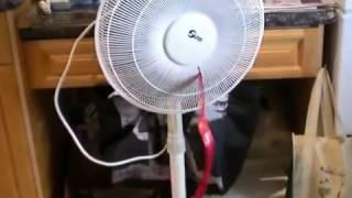 Cat vs. Fan blowing a ribbon