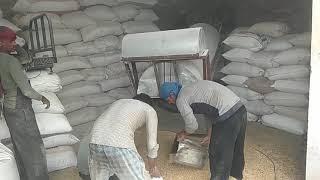 Beniwal Pashu aahar ( jo,bajra,gehu,hari patti, gvar bhusa etc.) 9252441755