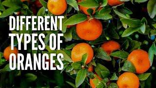 15 Types of Oranges You Should Know