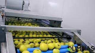 OLIMPIAS S.A. | Grading and sorting line for apples.