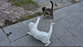 Angry White Cat gets very Angry at the tabby cat that follows her.