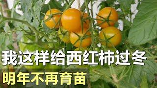 简单给西红柿过冬 | 明年不再育番茄苗 Overwinter tomato plants