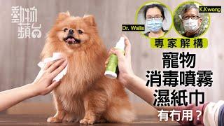 【貓狗抗疫】 K.Kwong話你知！抗菌寵物噴霧VS濕紙巾？用廚房紙濕水擦有冇用？