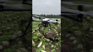 Drones capture wild boars that destroy crops1#villagelife#smartfarming #rurallife #farmingtraditions