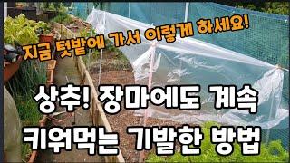 상추를 장마에 계속 드시고 싶다면 지금 밭에 가서 이렇게 하세요! #상추재배 #상추키우기 #lettuce