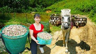 Harvesting Peanuts Goes To The Countryside Market Sell - Vegetable Garden Care | New Free Bushcraft