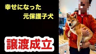 嬉しいご報告！譲渡成立⭐︎お名前もらった元保護子犬