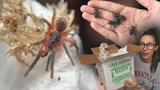 Tarantula UNBOXES HERSELF!.. GOTH Beetles + RARE Lava Spider is INSANELY Adorable