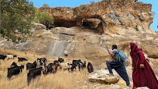  Sheep grazing in Zagros mountains: nomadic culture 