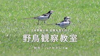 【解説：日本野鳥の会】動画で野鳥観察～ハクセキレイの生態～ (Canon Official)