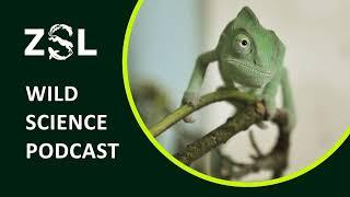 ZSL #033 Putting reptiles on the map: ZSL Science for reptilian conservation