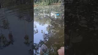 Catching fish 