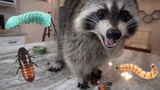 Will my pet raccoon eat bugs?  Sickening Results!!