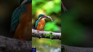 Kingfisher’s Epic Fail!  Fish Slips Away #shorts #kingfisher #birds #ai #fyourpage