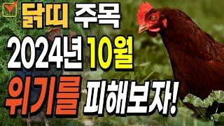 닭띠 주목! 2024년 10월! 닭띠에게 위기가 옵니다! 닭띠를 위한 충격적인 운세 대공개 [운곡스님의 점찰이야기]