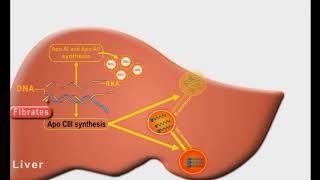 Antihyperlipidemic drugs animation: Fibrates